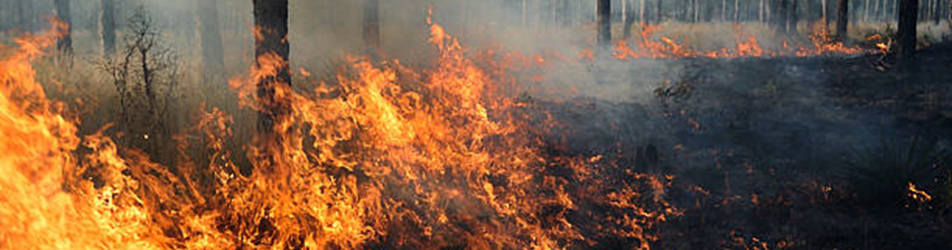 Avviso pubblico per l’affidamento di incarichi professionali per progetto: “interventi di  prevenzione incendi boschivi nell’area interna nebrodi incendi"