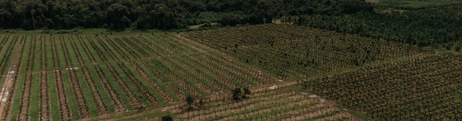Bando per la concessione in affitto di terreni agricoli incolti: località Mannolo