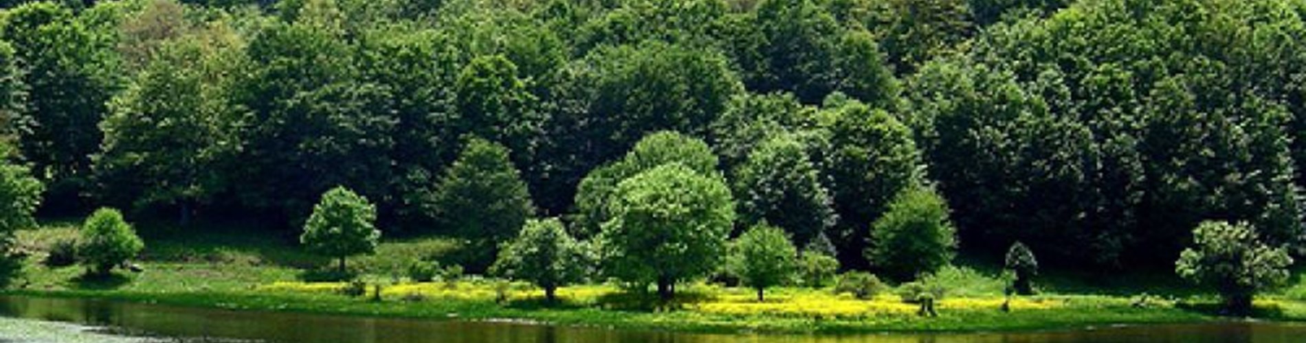Il Bosco di Mangalaviti Il Bosco di Mangalaviti